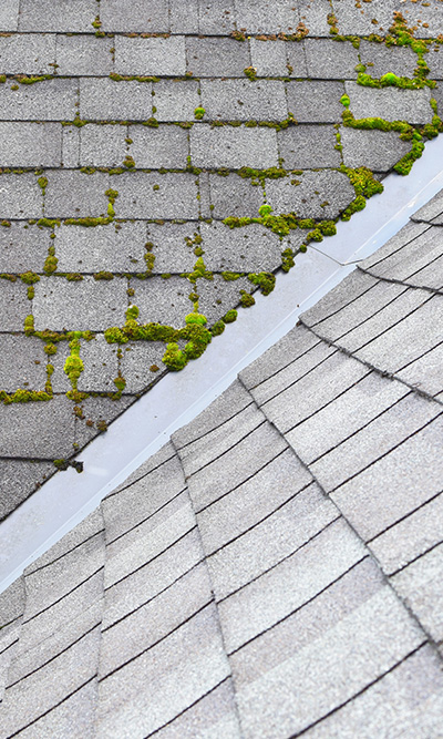 roof shingles showing moss growth and clean section with potential for 5 maintenance tips
